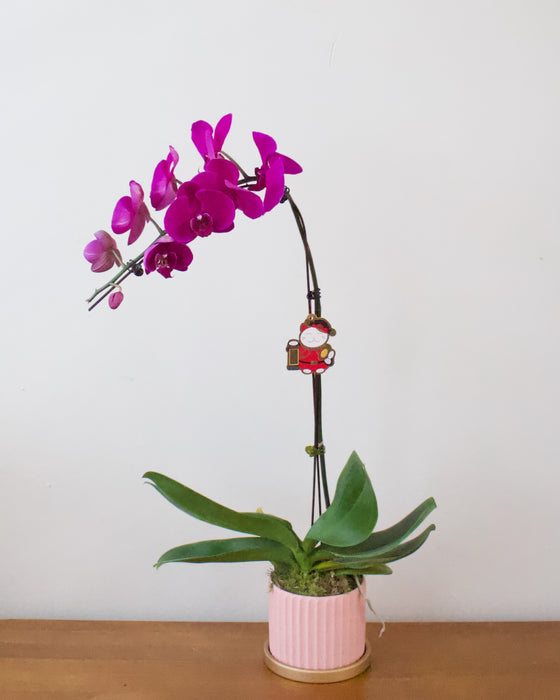 Prosperity Orchid (CNY 2026)