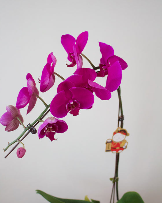 Prosperity Orchid (CNY 2026)